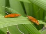 FZ007343 Orange butterflies.jpg